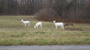 Seneca White Deer On Army Depot Grounds 1