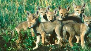 Seven coyote pups at a den copyright Mark Kayser