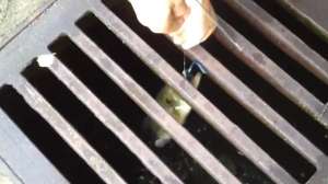 Sewer Fish 181010 154719