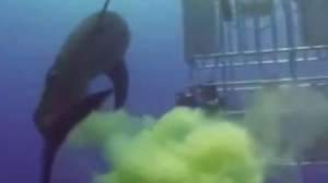 Shark Fart 181010 154811