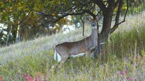 Shooting a doe