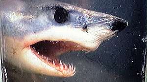 Shortfin Mako Shark teeth photo by NOAA