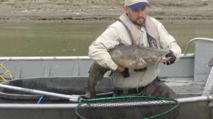 Sindt releasing flathead catfish