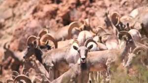 Sitka Bandof3 640 181003 160129