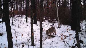 Snaring in the snow 4