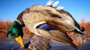 Solo mallard limit