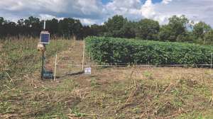 Soybbeans with fence