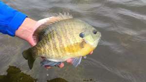 Spawning Sunfish beauty pic