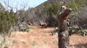 Spot And Stalk Ram 181010 154944