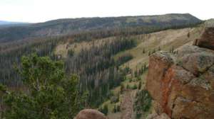 Spring elk scouting lead