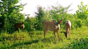 Springtime whitetails beauty