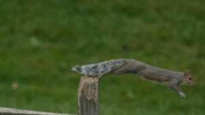 Squirrel640 181003 161455