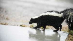 Striped skunk too close 21304640929