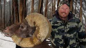 Super Tag sheep beauty