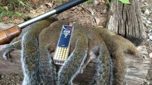 Suppressed Squirrel Hunting