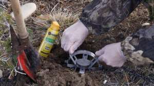 TA3 Setting traps for predator management copyright Mark Kayser 3