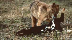 TB38 Wolf eating dead calf copyright Mark Kayser