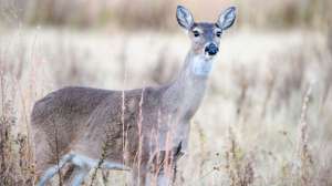 TS 158882913 181004 100755