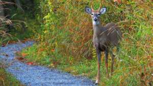 TS 186275422 181003 160324