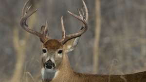 TS 462483445 181003 160248