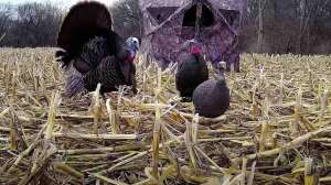 Ted Miller reverse angle turkey pic 2
