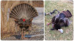 Texas heart shot lead collage