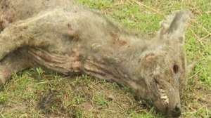 Texas Chupacabra 181010 154641