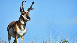 The All American Pronghorn