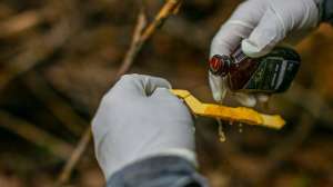 Tinks Signature Black Label beauty