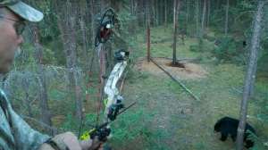 Tom Nelson bear video