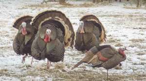 Toms Coming TO Decoys cropped