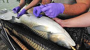 Tracking Great Lakes fish with acoustic telemetry Michigan DNR