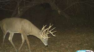Trail cam buck