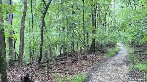 Trail running hiking hardwoods open trail photo by Clemons