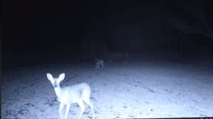 Trail Cam UFO 181010 155008