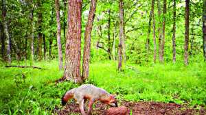 Trapping Fox Trail Cam copy