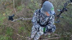 Tree Thrasher beauty