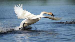 Trumpeter Swan Photo by Karl Heil USFWS