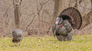 Turkey Shot Placement beauty