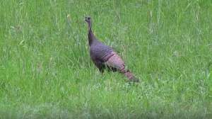 Turkey640 181003 155956