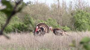 Turkeys Jace Buasuerman