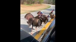 Turkeys attack Corvette