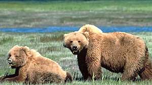 Two grizzly bears photo by USFWS