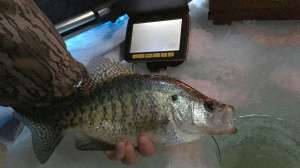 Underwater Cameras beauty