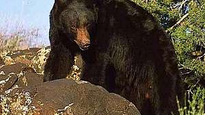 Utah DNR Black bear permit increase 2020