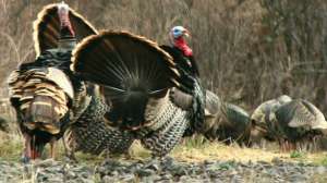 V Bowhuntingworld Young Western Turkeys700 181003 161218