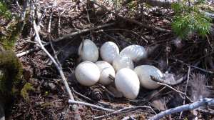 Varmint control Wild turkey nest Mark Kayser