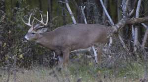 Vaznis Big Buck Transition Zones 2004 IMG 8181 181003 160621