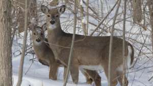 Vaznis Late Season Still Hunting Strategies 2004 IMG 0035