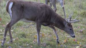 Vaznis Still Hunt Early Season 2004 2 181003 155615